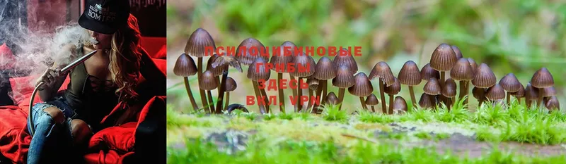 Псилоцибиновые грибы MAGIC MUSHROOMS  купить наркотики сайты  гидра вход  Боровск 